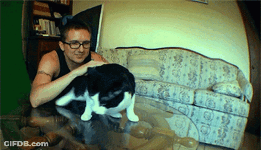 Cat Explosive Diarrhea Meme GIF
