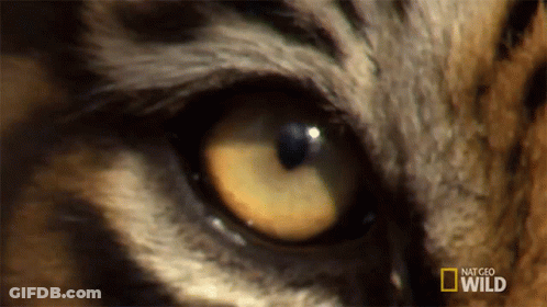 Cat Eye Close Up With National Geographic Wild Logo GIF
