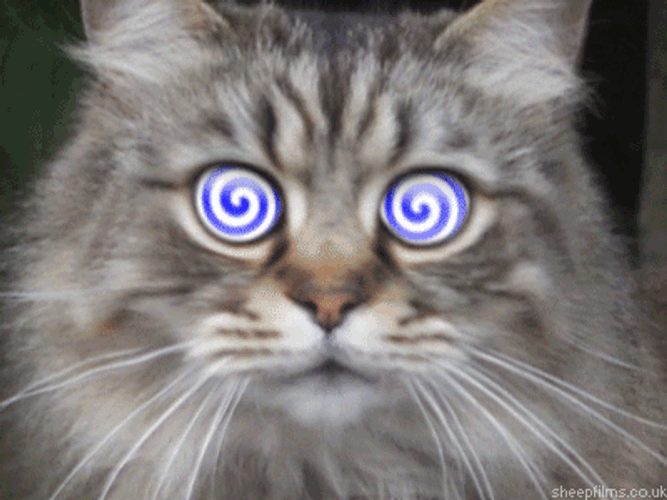 Cat Eye Hypnosis Spiral GIF