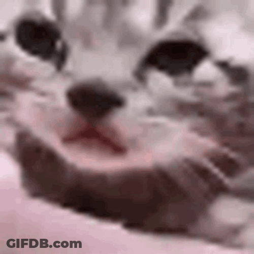 Cat Eye Screaming For Love GIF