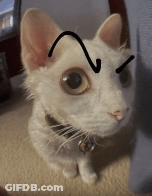Cat Eyebrow Raise Meme GIF