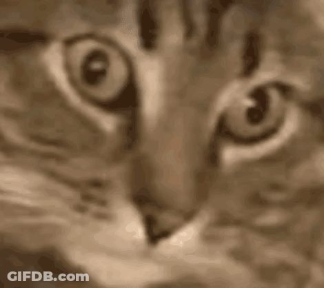 Cat Eyes Close Up Sepia Tone GIF