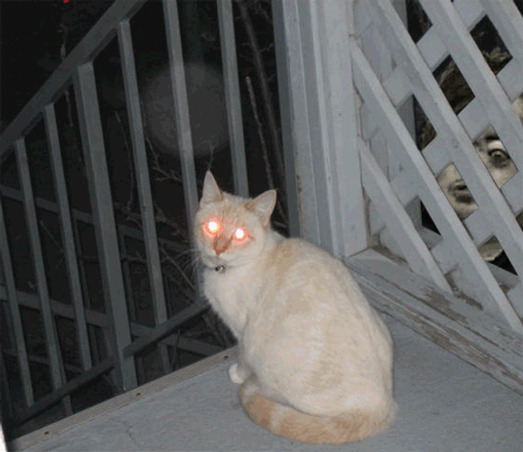 Cat Eyes Hypnotized Clip Art GIF