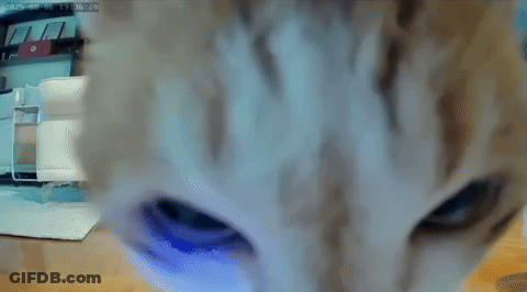 Cat Eyes With Blue Light Behind GIF