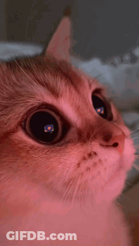 Cat Eyes With Heart GIF