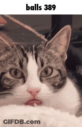 Cat Face Balls 389 GIF