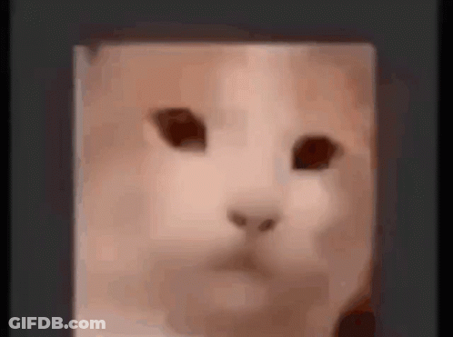 Cat Face Blurry Black Background GIF