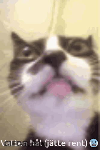 Cat Face Caption Vatten Hal GIF