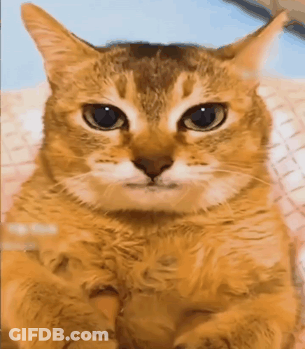 Cat Face Close Up Blue Background GIF