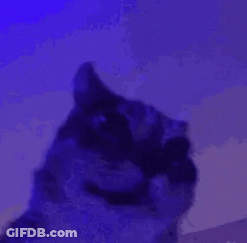 Cat Face Close Up In Purple Light GIF