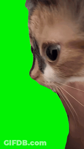 Cat Face Close Up On Green Background GIF