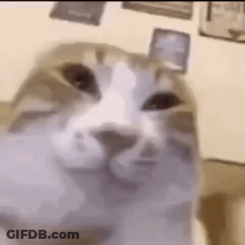 Cat Face Close Up On Table GIF