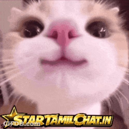 Cat Face Close Up Star Tamilchat.in GIF
