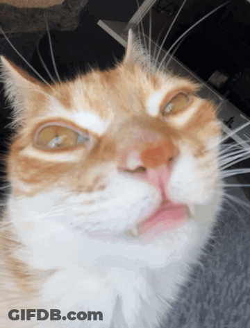 Cat Face Close Up With Laptop GIF