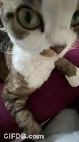 Cat Face Close Up With Purple Background GIF