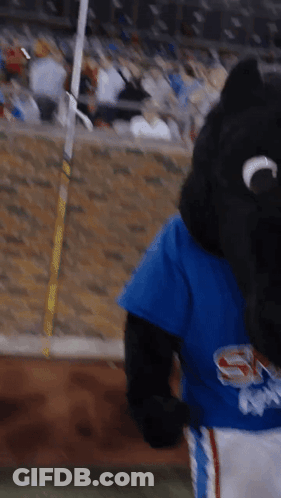Cat Face Close Up GIF