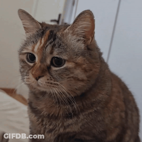 Cat Face Close Up GIF
