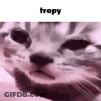Cat Face Closeup Saying Tropy GIF