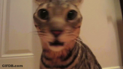 Cat Face GIF