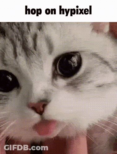 Cat Face Hop On Hypixel GIF