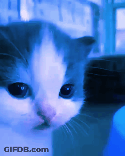 Cat Face In Blue Light GIF