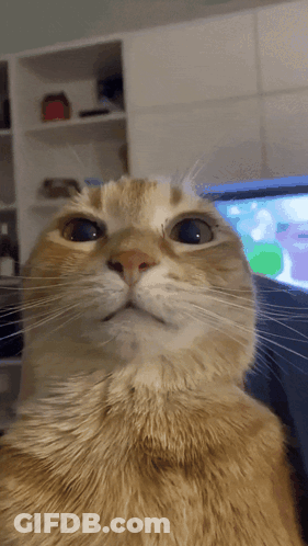 Cat Face In Front Of TV GIF