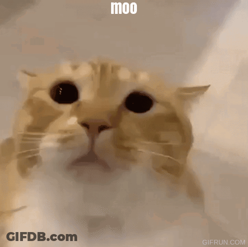 Cat Face Moo GIF
