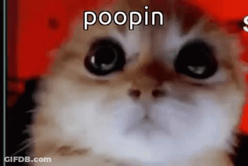 Cat Face Red Poopin GIF