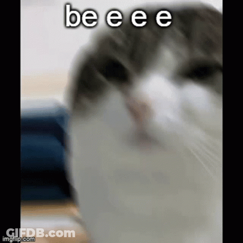 Cat Face Saying Beeee GIF
