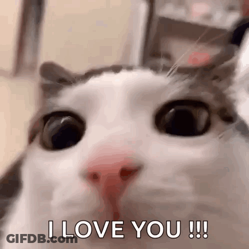 Cat Face Saying I Love You GIF