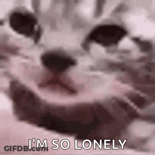 Cat Face Saying Im So Lonely GIF