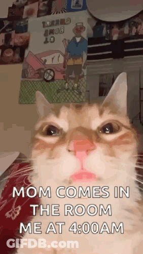 Cat Face Saying Mom Comes In Room GIF