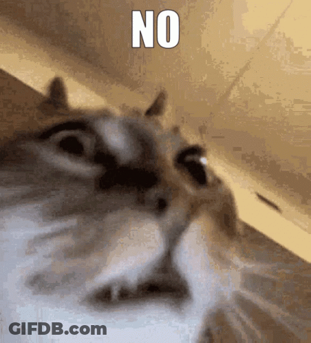 Cat Face Saying No GIF