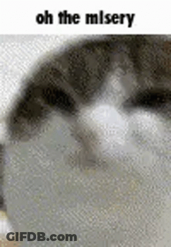 Cat Face Saying Oh The Misery GIF