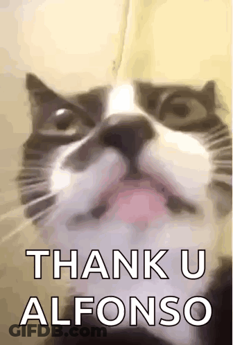 Cat Face Saying Thank U Alfonso GIF