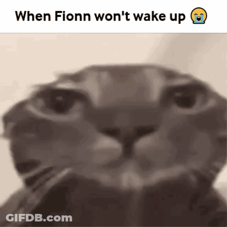 Cat Face Saying When Fionn Won't Wake Up GIF