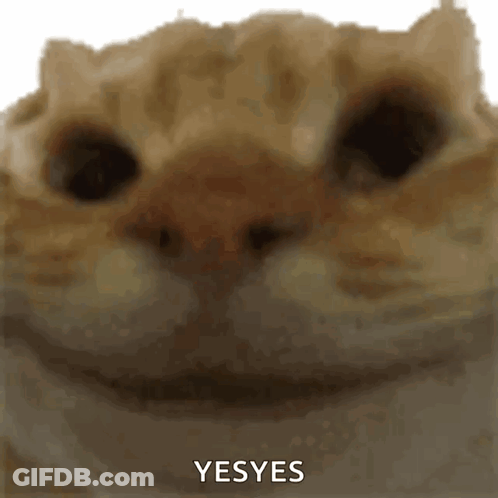 Cat Face Saying Yes Yes GIF