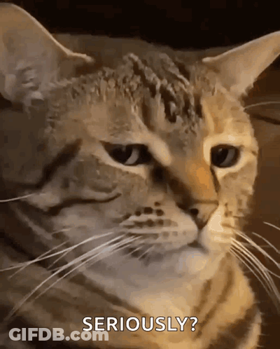 Cat Face Seriously GIF