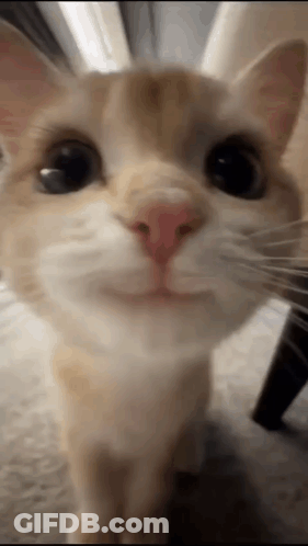 Cat Face GIF