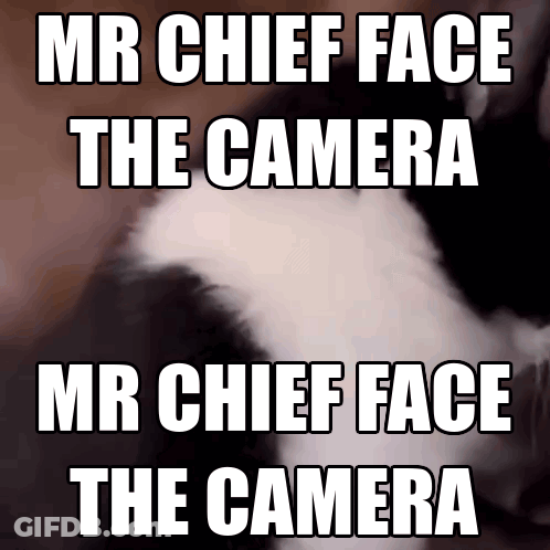 Cat Face The Camera GIF