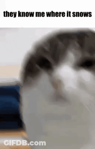 Cat Face They Know Me Where It Snows GIF