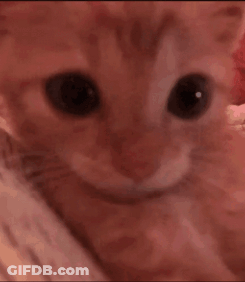 Cat Face Timothée Chalamet GIF