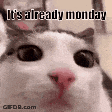 Cat Face With Already Monday GIF