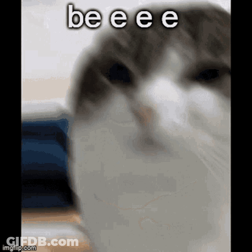 Cat Face With Beeee GIF