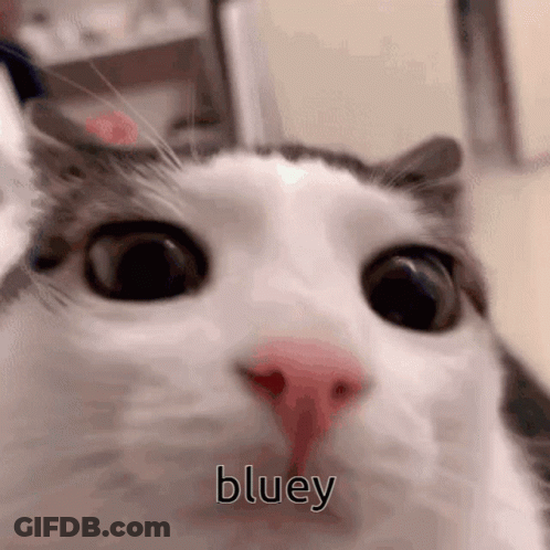 Cat Face With Bluey Written GIF