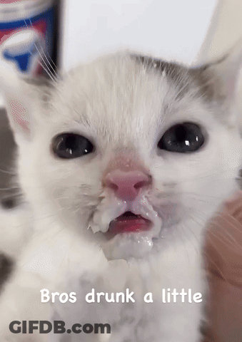 Cat Face With Bros Drunk A Little GIF