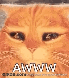 Cat Face With Closed Eyes Aww GIF