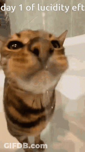 Cat Face With Day 1 Of Lucidity Eff GIF