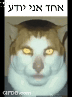 Cat Face With Foreign Language Above GIF