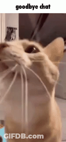 Cat Face With Goodbye Chat GIF